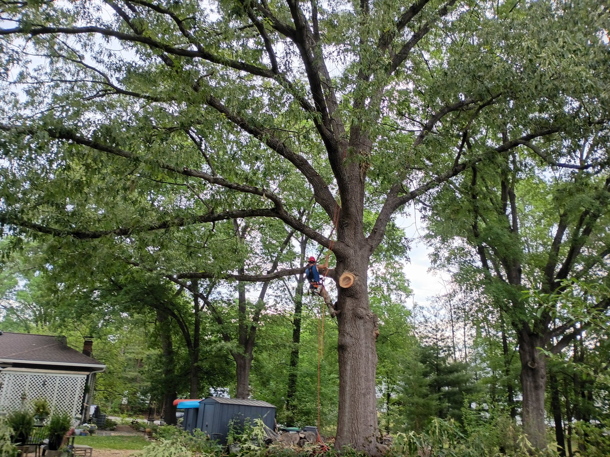 Arborist on climbing ropes trimming a large tree in a residential backyard